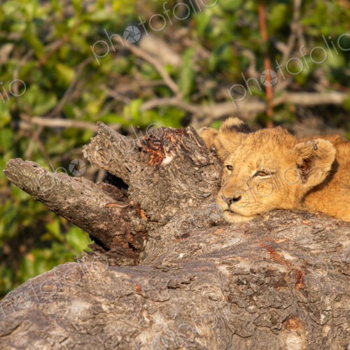 A lion cub, Panthera leo, lying down on a branch. A lion cub, Panthera leo, lying down on a branch.