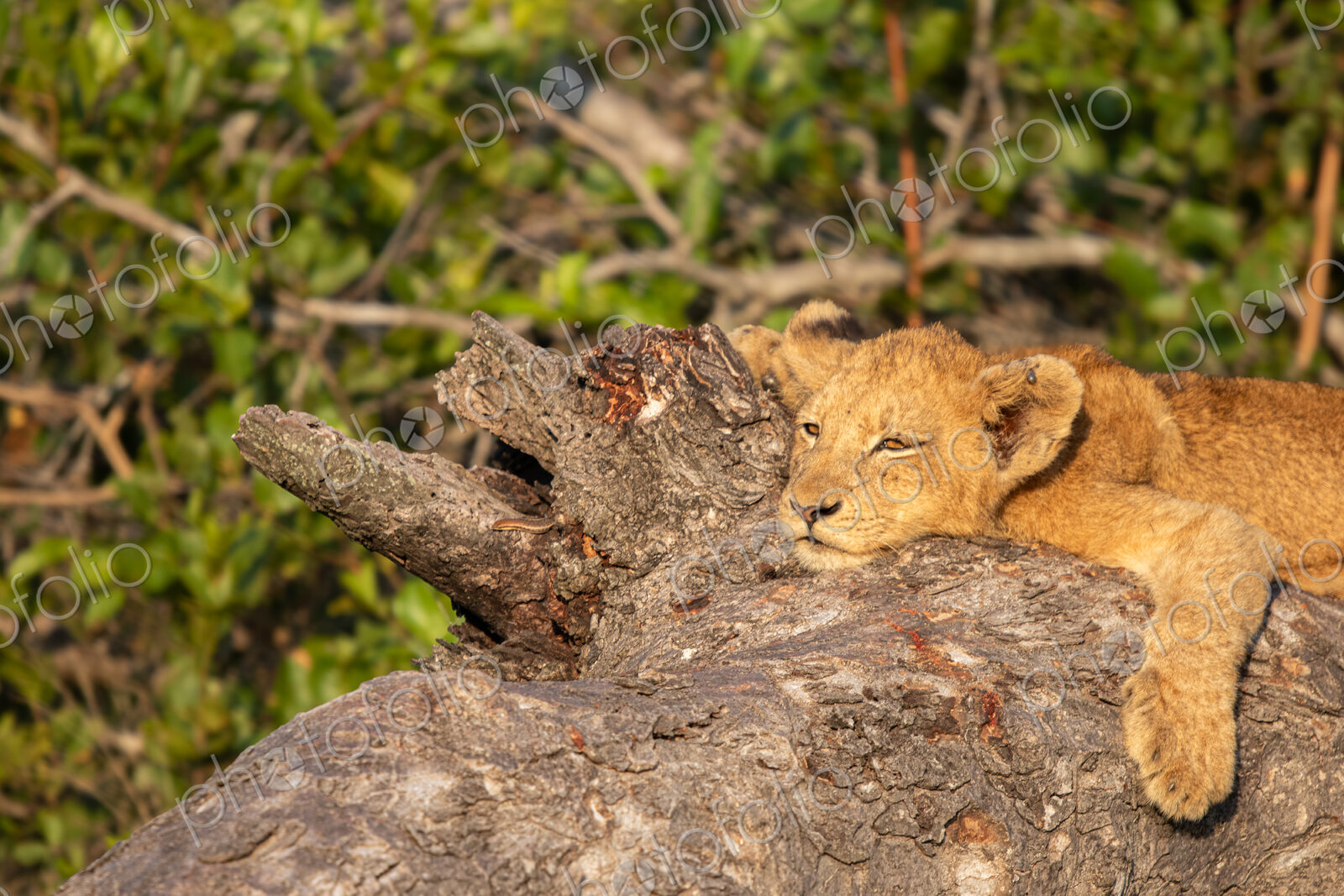 A lion cub, Panthera leo, lying down on a branch.