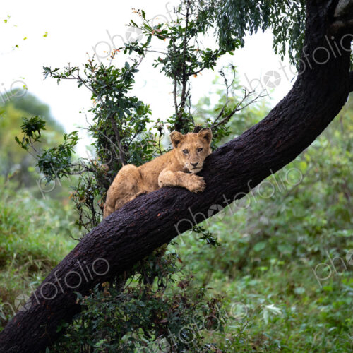 A lion cub, Panthera leo, lying down on a branch. A lion cub, Panthera leo, lying down on a branch.