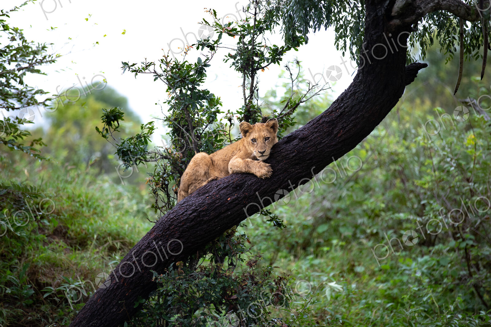 A lion cub, Panthera leo, lying down on a branch.