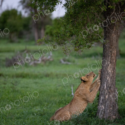 A lion cub, Panthera leo, sharpening its claws on a tree.