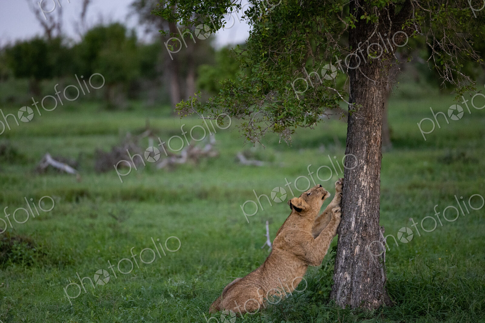 A lion cub, Panthera leo, sharpening its claws on a tree.