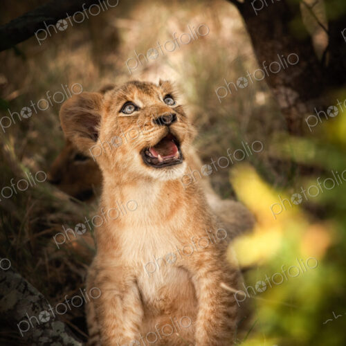A lion cub, Panthera leo, sits down, looks away, open mouth. A lion cub, Panthera leo, sits down, looks away, open mouth.