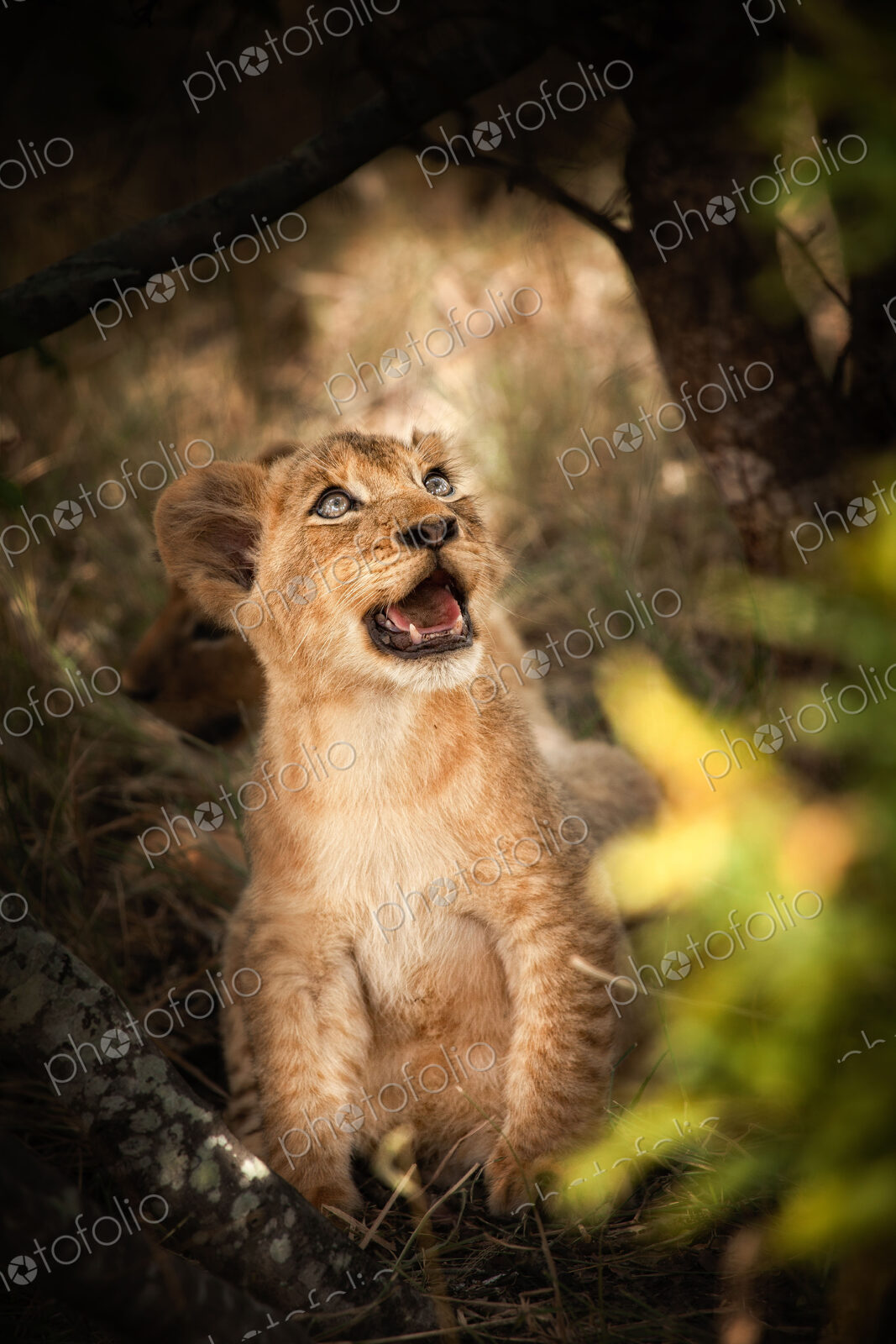 A lion cub, Panthera leo, sits down, looks away, open mouth.