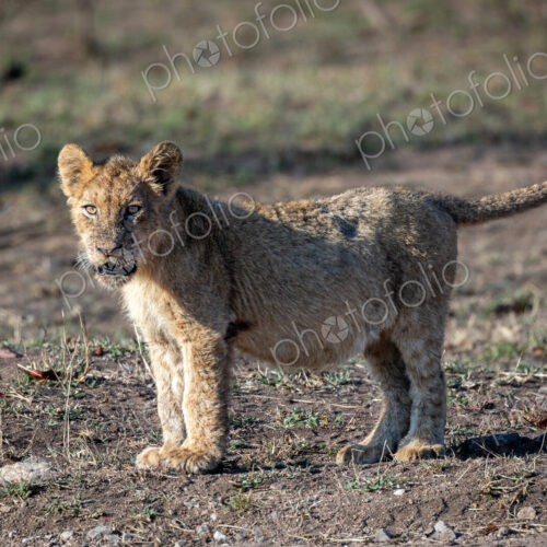 A lion cub, Panthera leo, standing. A lion cub, Panthera leo, standing.
