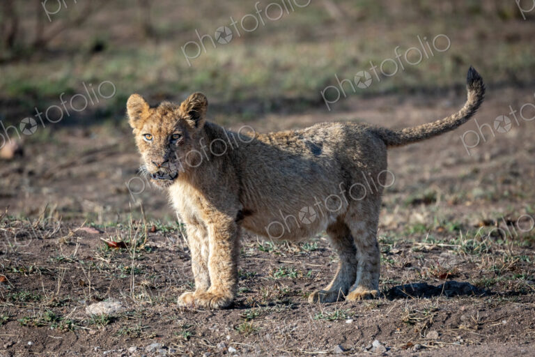 A lion cub, Panthera leo, standing.