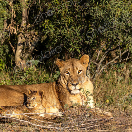 A lion cub and a lioness, Panthera leo, lying next to each other.