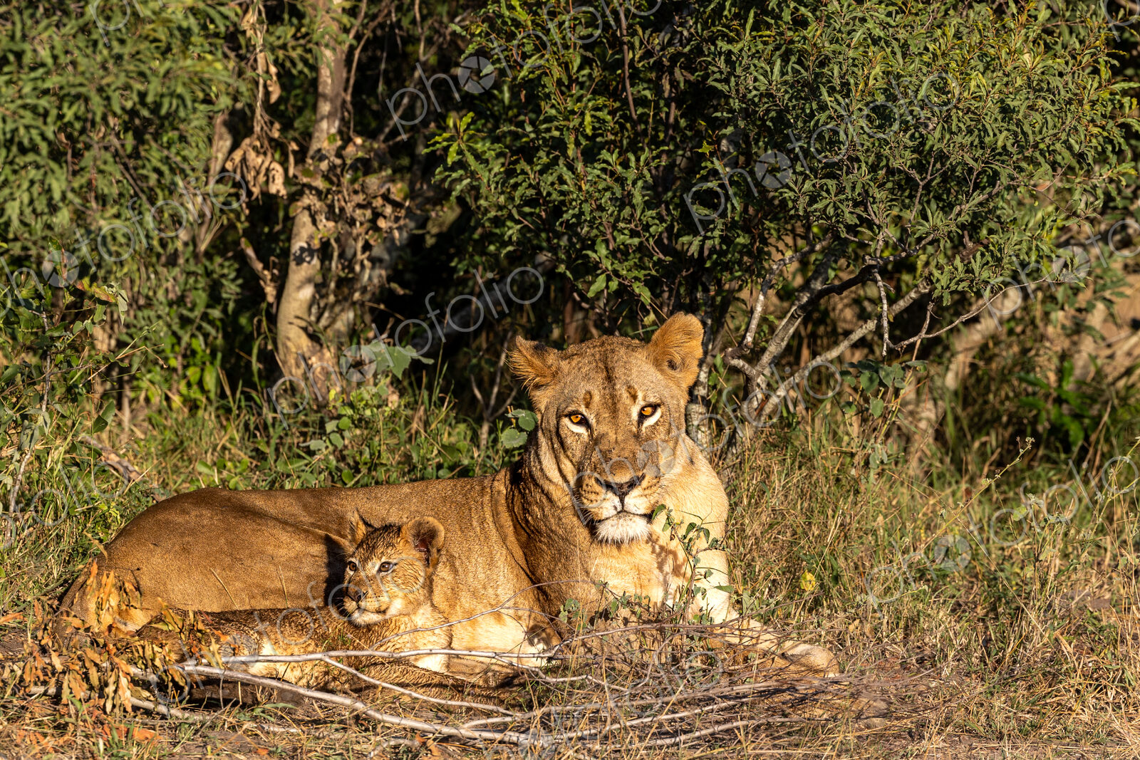 A lion cub and a lioness, Panthera leo, lying next to each other.
