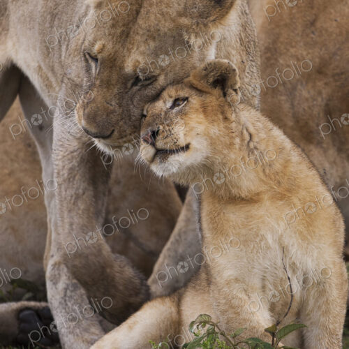 A lion cub and its mother, Panthera leo, rubbing cheeks and nuzzling in Serengeti… A lion cub and its mother, Panthera leo, rubbing cheeks and nuzzling in Serengeti…