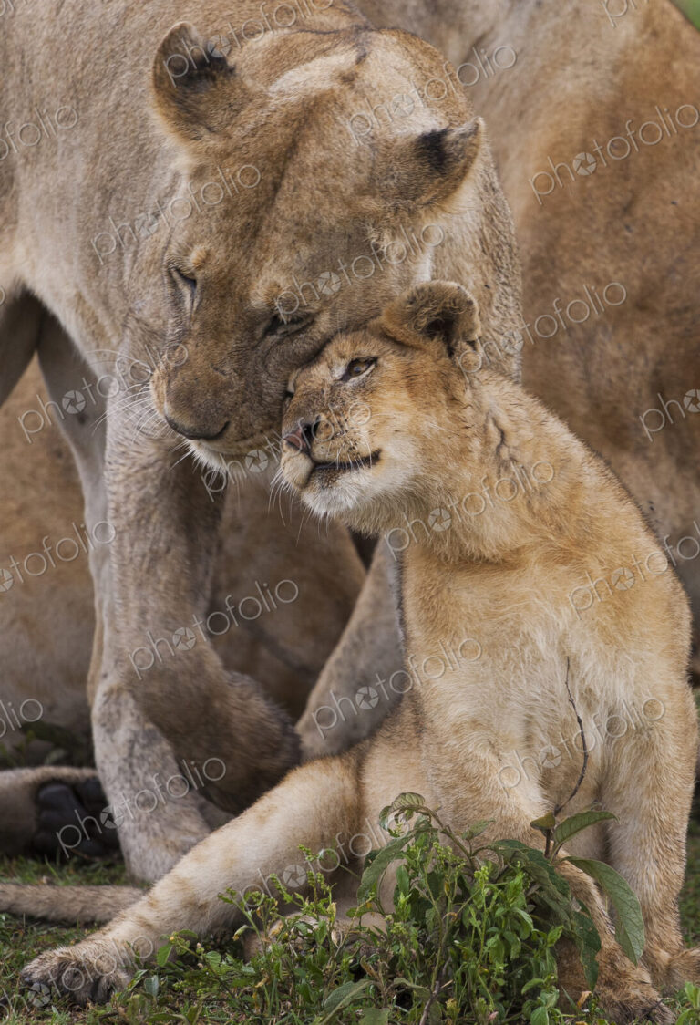A lion cub and its mother, Panthera leo, rubbing cheeks and nuzzling in Serengeti…