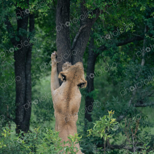 A lioness, Panthera Leo, climbing a tree. A lioness, Panthera Leo, climbing a tree.