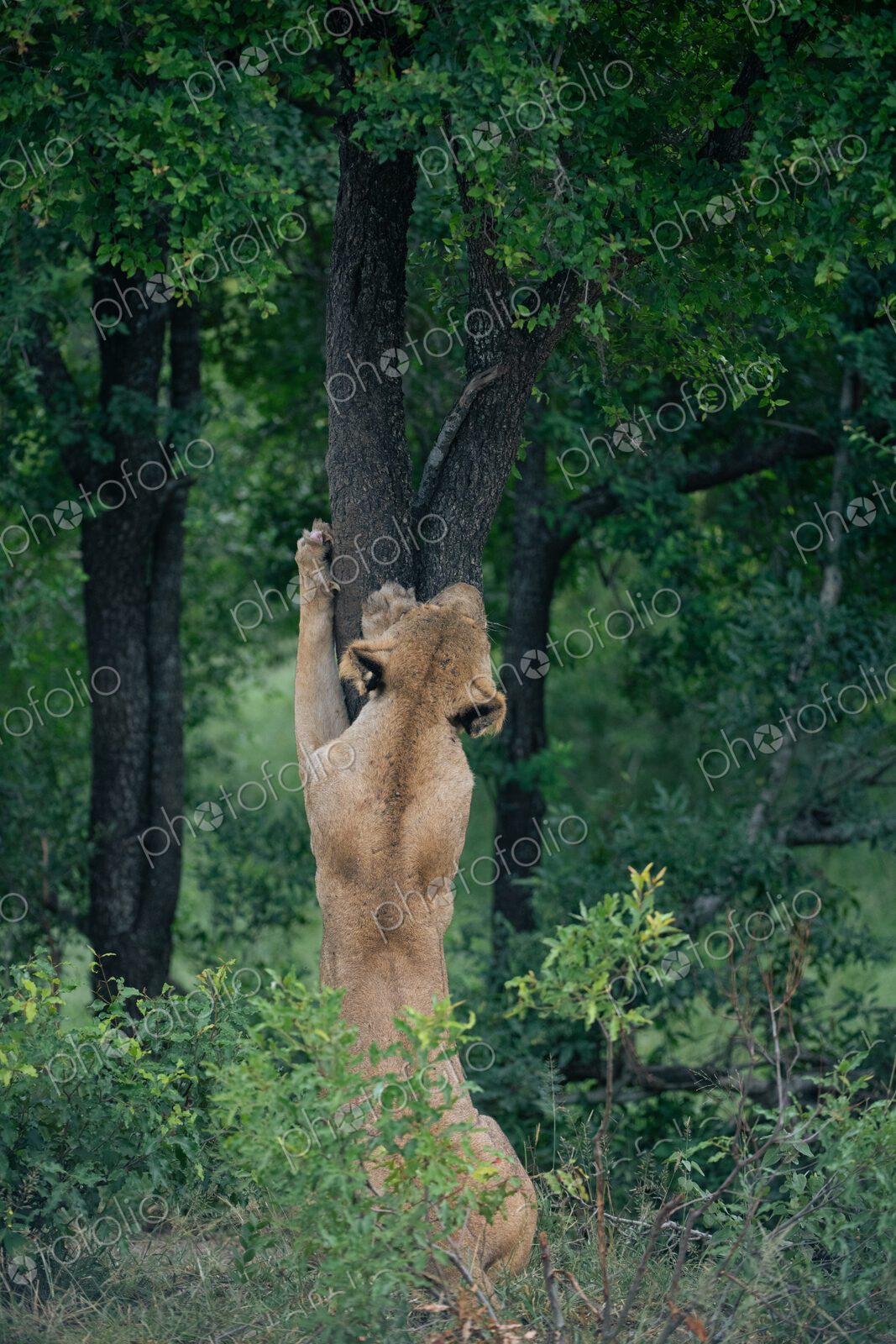 A lioness, Panthera Leo, climbing a tree.