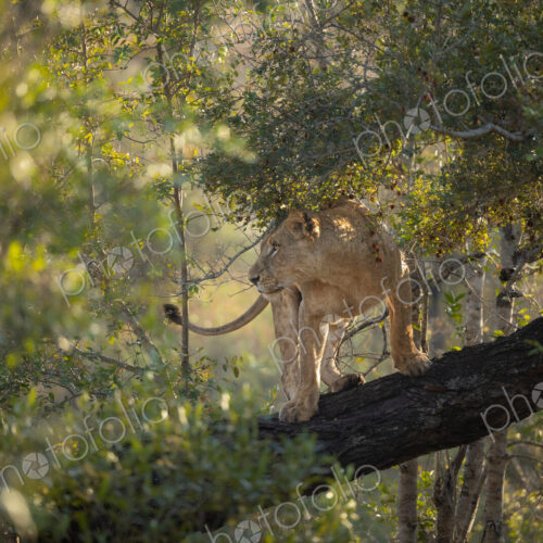 A lioness, Panthera Leo, climbing on a fallen over branch. A lioness, Panthera Leo, climbing on a fallen over branch.