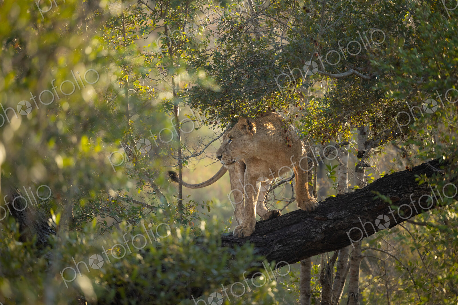 A lioness, Panthera Leo, climbing on a fallen over branch.