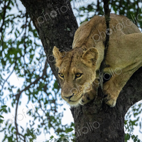 A lioness, Panthera Leo, decends from a Marula tree. A lioness, Panthera Leo, decends from a Marula tree.