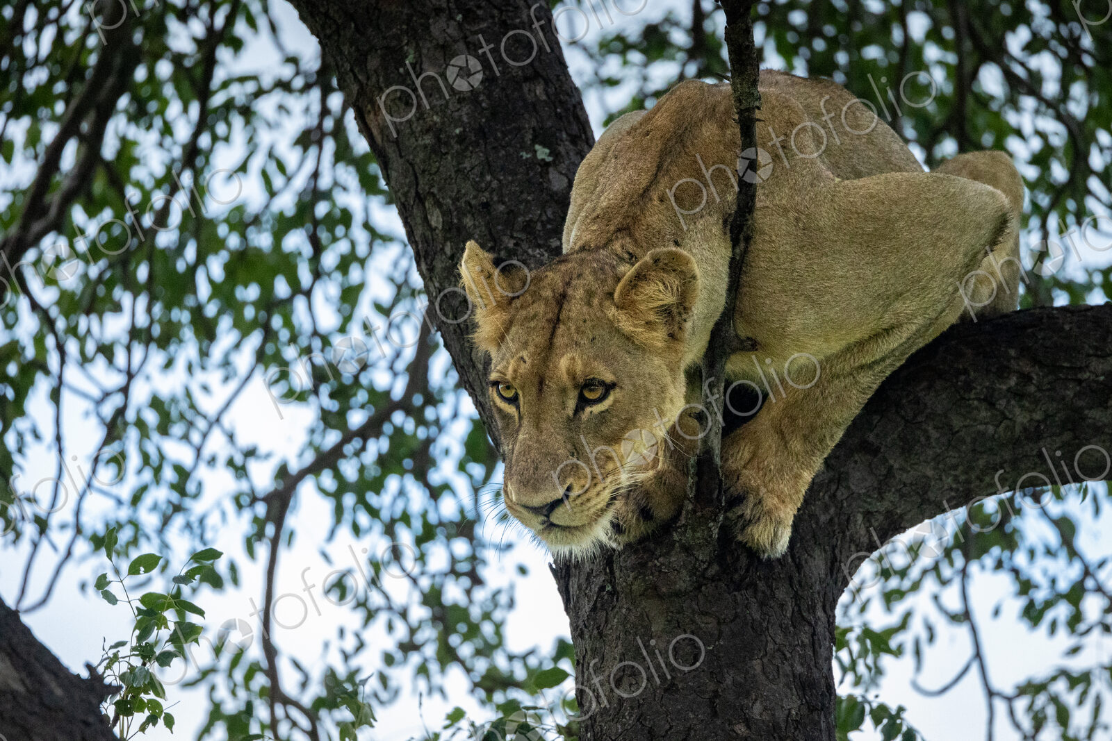A lioness, Panthera Leo, decends from a Marula tree.