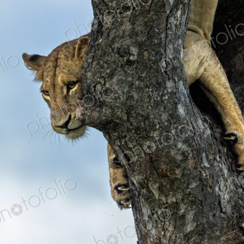 A lioness, Panthera Leo, decends from a Marula tree. A lioness, Panthera Leo, decends from a Marula tree.