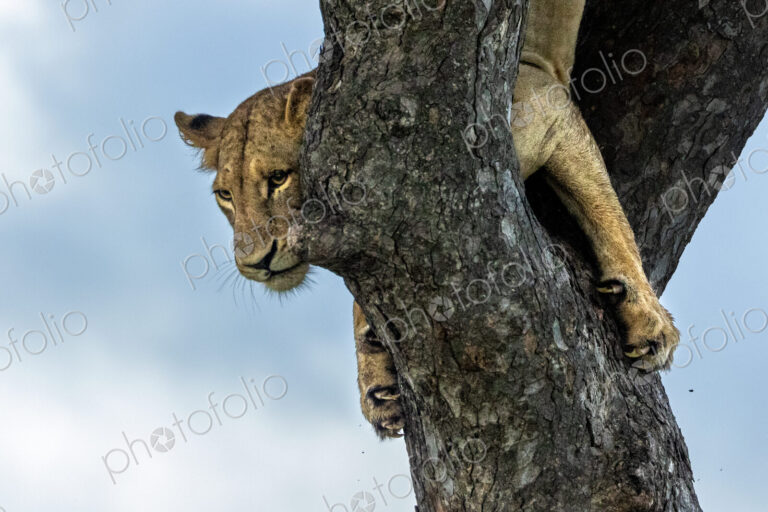 A lioness, Panthera Leo, decends from a Marula tree.