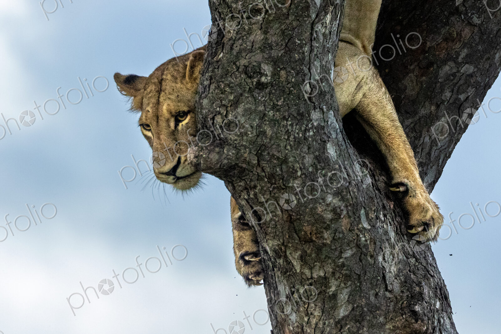 A lioness, Panthera Leo, decends from a Marula tree.