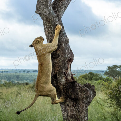 A lioness, Panthera Leo, decends from a Marula tree. A lioness, Panthera Leo, decends from a Marula tree.