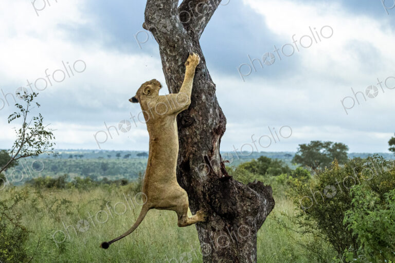 A lioness, Panthera Leo, decends from a Marula tree.
