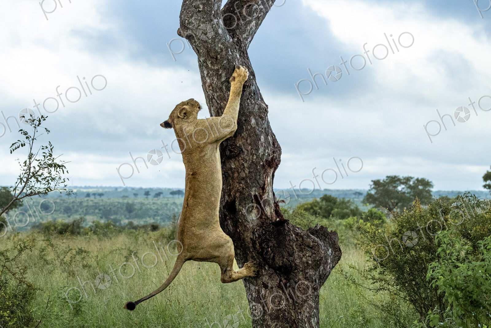 A lioness, Panthera Leo, decends from a Marula tree.