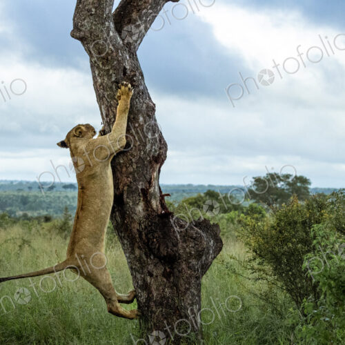 A lioness, Panthera Leo, decends from a Marula tree. A lioness, Panthera Leo, decends from a Marula tree.