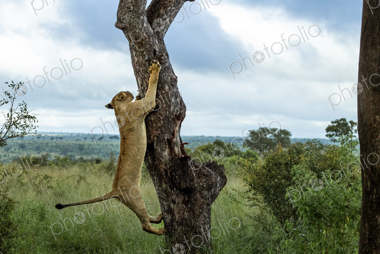 A lioness, Panthera Leo, decends from a Marula tree.