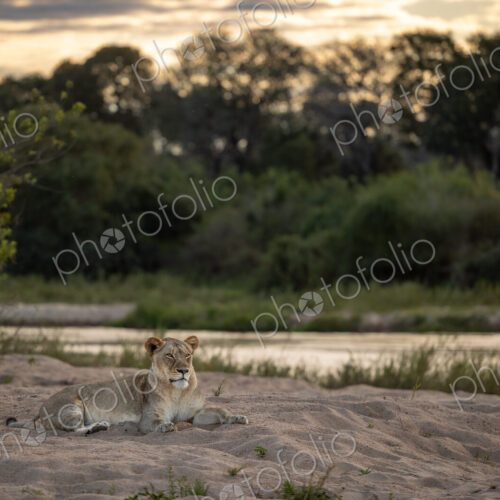A lioness, Panthera Leo, lying down next to a river, during sunset. A lioness, Panthera Leo, lying down next to a river, during sunset.