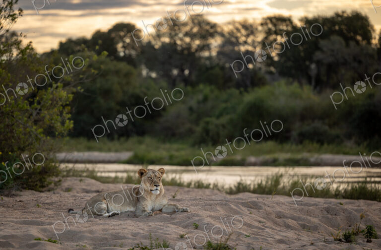 A lioness, Panthera Leo, lying down next to a river, during sunset.