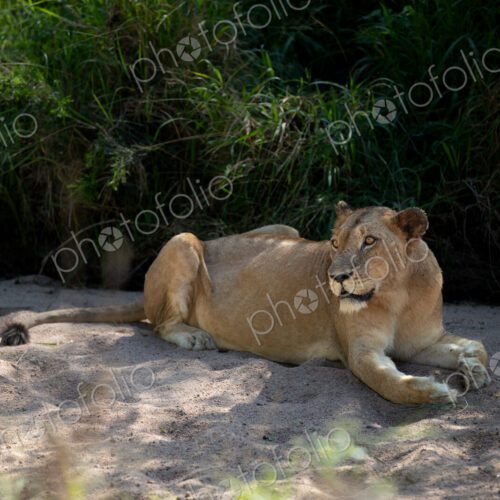A lioness, Panthera Leo, lying in sand.