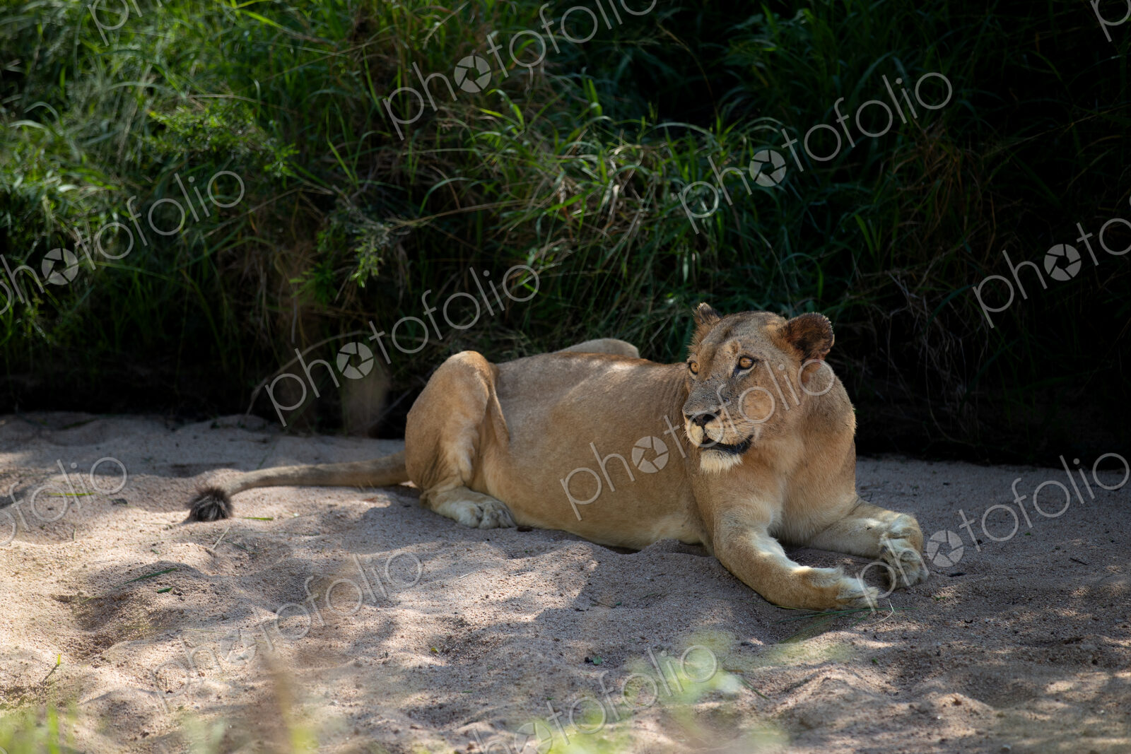 A lioness, Panthera Leo, lying in sand.