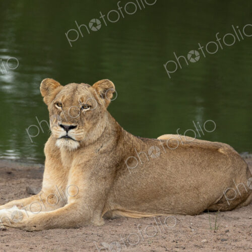 A lioness, Panthera Leo, lying on the edge of a dam.