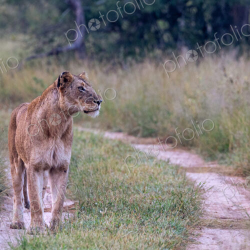 A lioness, Panthera Leo, standing on a road and looking to the side. A lioness, Panthera Leo, standing on a road and looking to the side.
