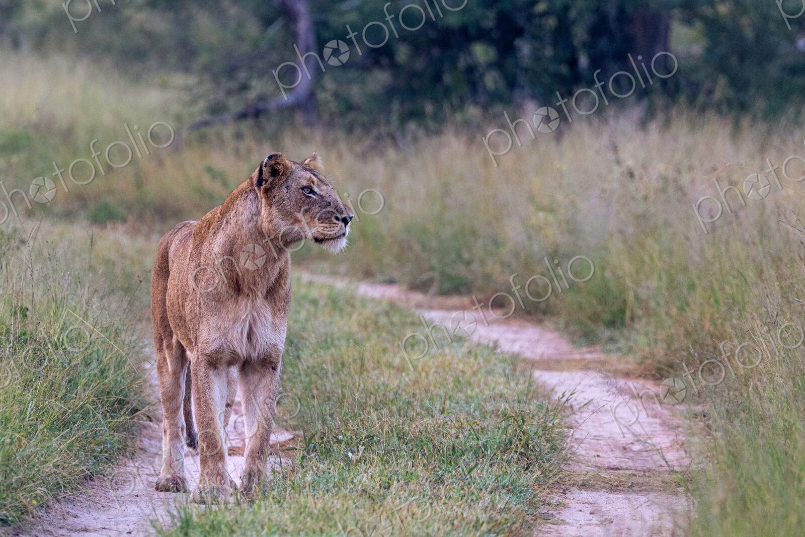 A lioness, Panthera Leo, standing on a road and looking to the side.