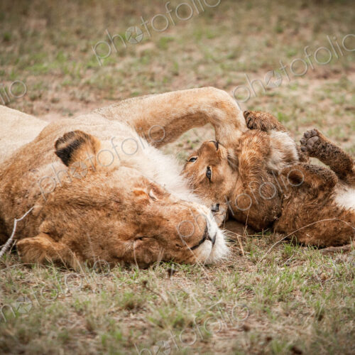 A lioness, Panthera leo, closes its eyes and lies down, a lion cub bites her paw as it… A lioness, Panthera leo, closes its eyes and lies down, a lion cub bites her paw as it…