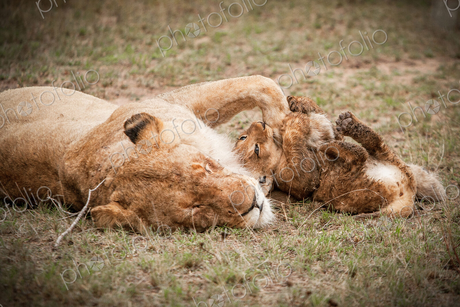 A lioness, Panthera leo, closes its eyes and lies down, a lion cub bites her paw as it…