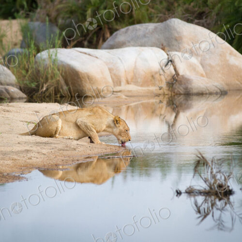 A lioness, Panthera leo, crouches down on sand and drinks water, laps water with… A lioness, Panthera leo, crouches down on sand and drinks water, laps water with…