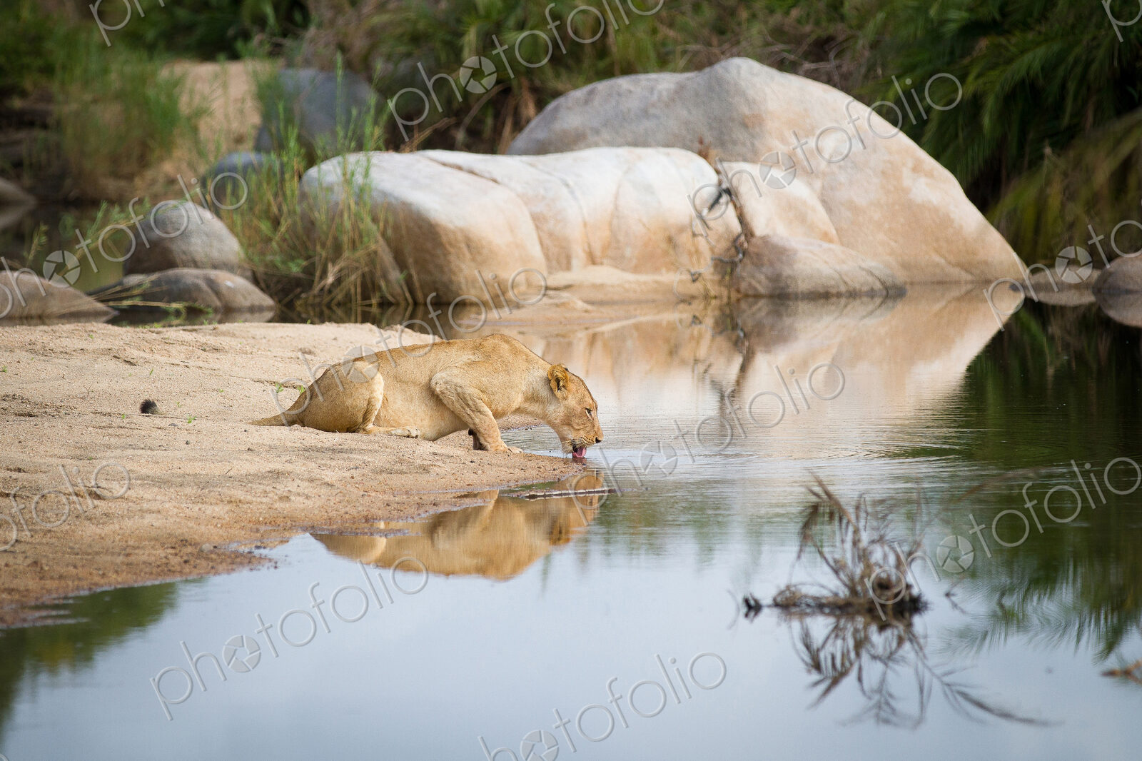 A lioness, Panthera leo, crouches down on sand and drinks water, laps water with…