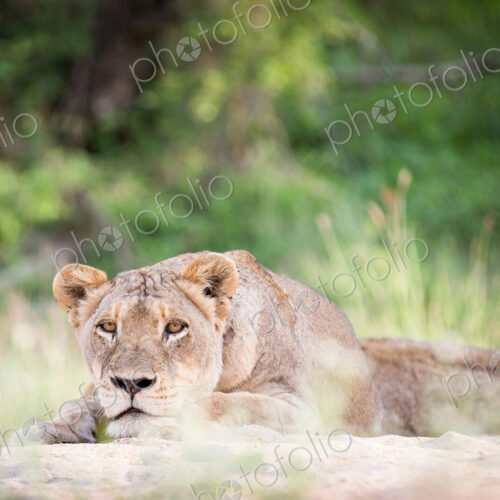 A lioness, Panthera leo, lies on sand, head resting on feet, alert, greenery in background A lioness, Panthera leo, lies on sand, head resting on feet, alert, greenery in background