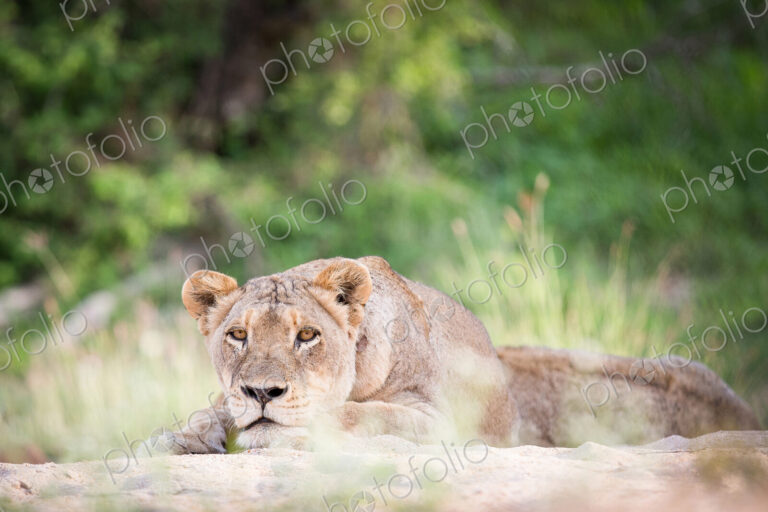 A lioness, Panthera leo, lies on sand, head resting on feet, alert, greenery in background