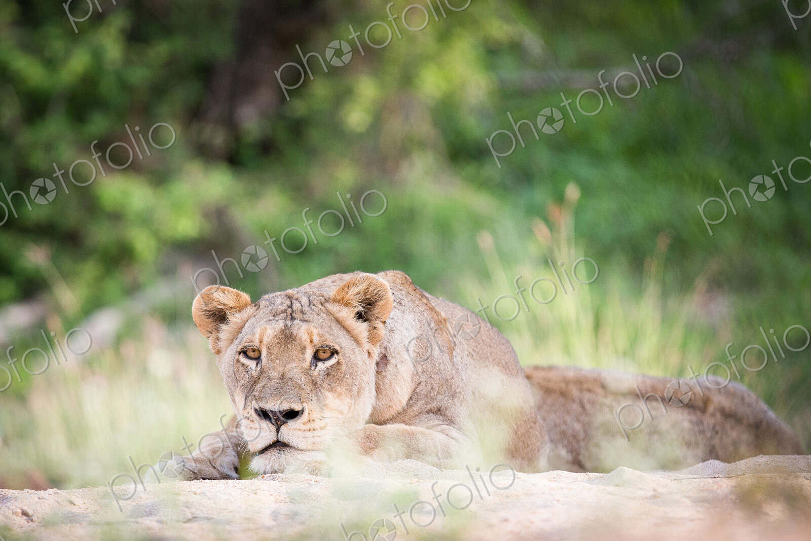 A lioness, Panthera leo, lies on sand, head resting on feet, alert, greenery in background