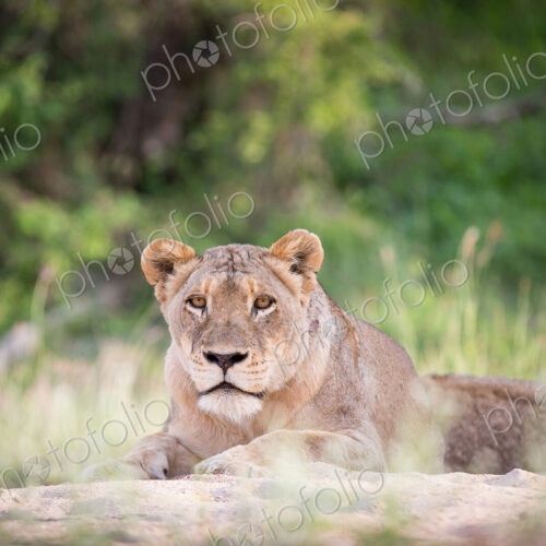 A lioness, Panthera leo, lies on sand, head up, alert, greenery in background A lioness, Panthera leo, lies on sand, head up, alert, greenery in background