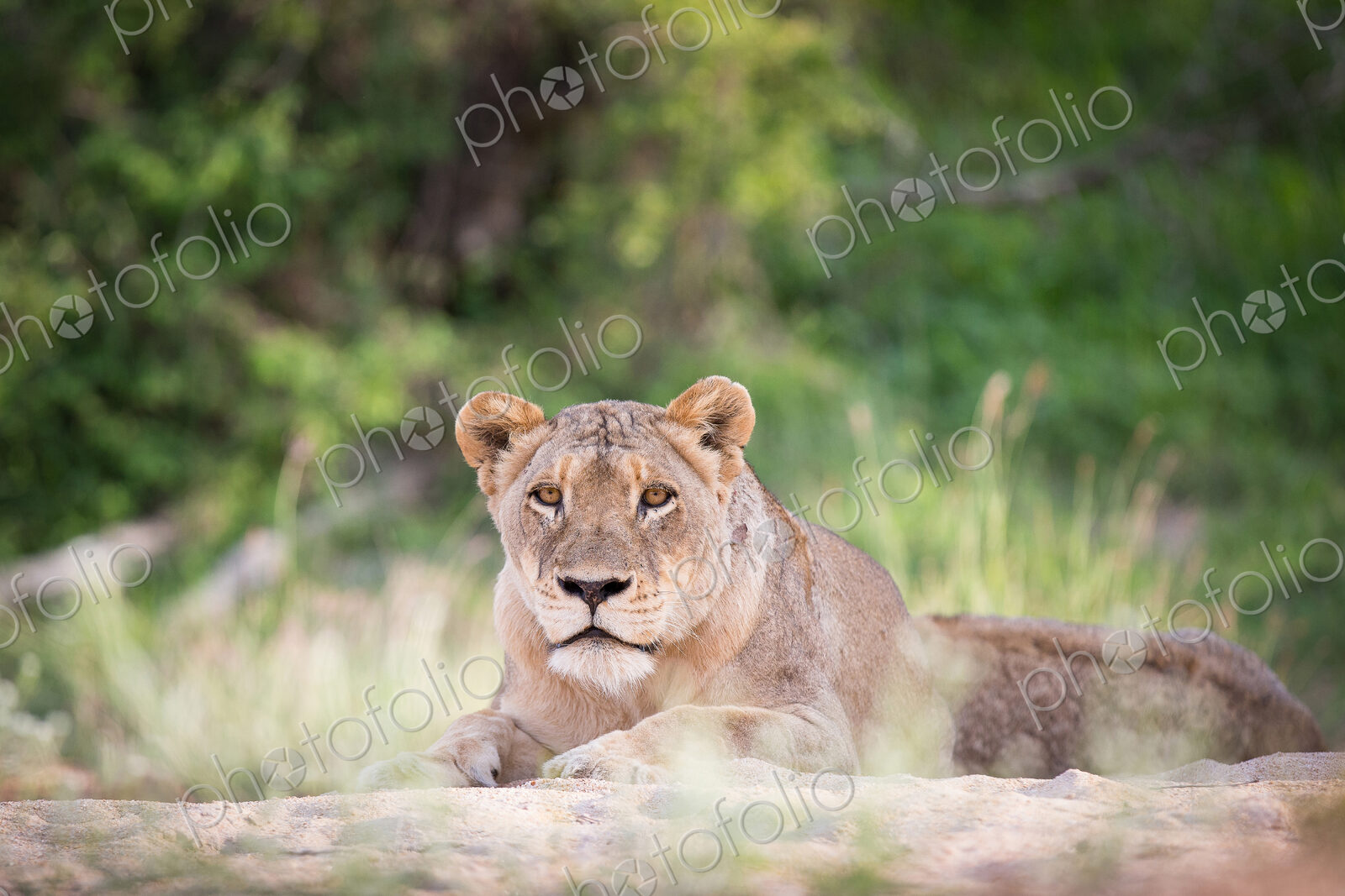 A lioness, Panthera leo, lies on sand, head up, alert, greenery in background