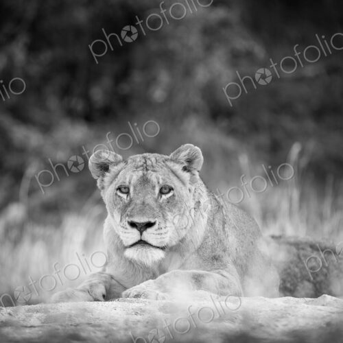 A lioness, Panthera leo, lies on sand, head up, alert, in black and white A lioness, Panthera leo, lies on sand, head up, alert, in black and white