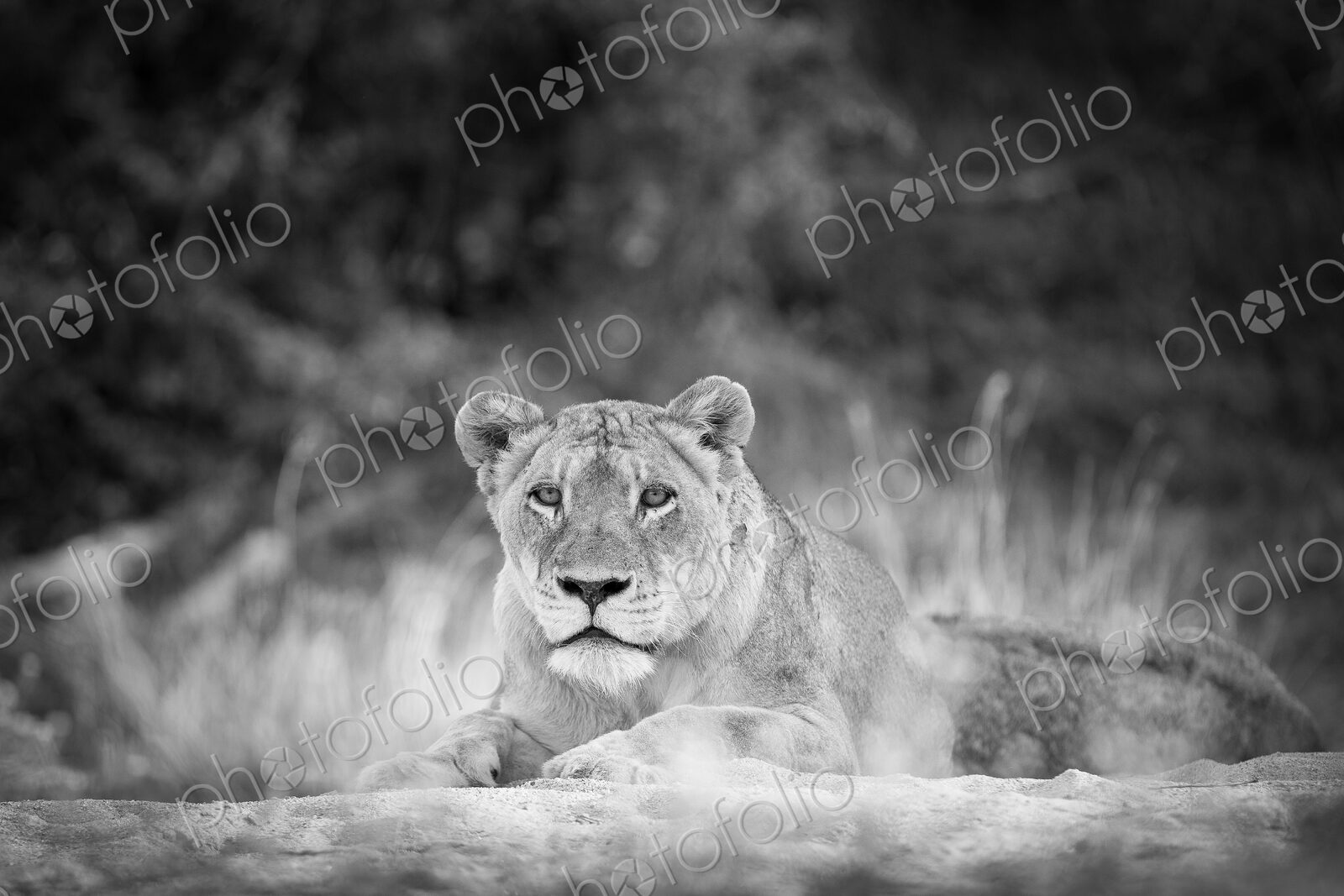 A lioness, Panthera leo, lies on sand, head up, alert, in black and white