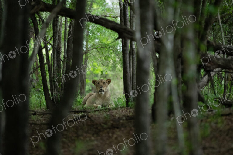 A lioness, Panthera leo, lying down amongst trees, direct gaze.