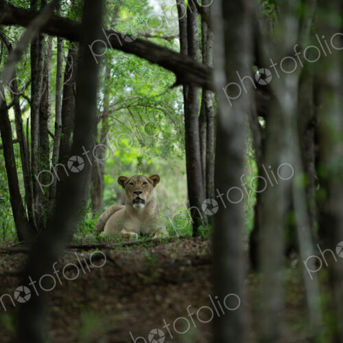 A lioness, Panthera leo, lying down amongst trees, direct gaze. A lioness, Panthera leo, lying down amongst trees, direct gaze.