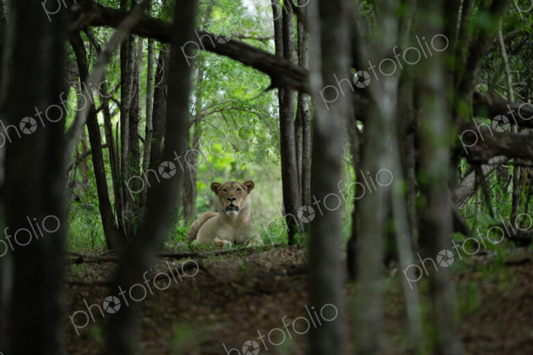 A lioness, Panthera leo, lying down amongst trees, direct gaze.