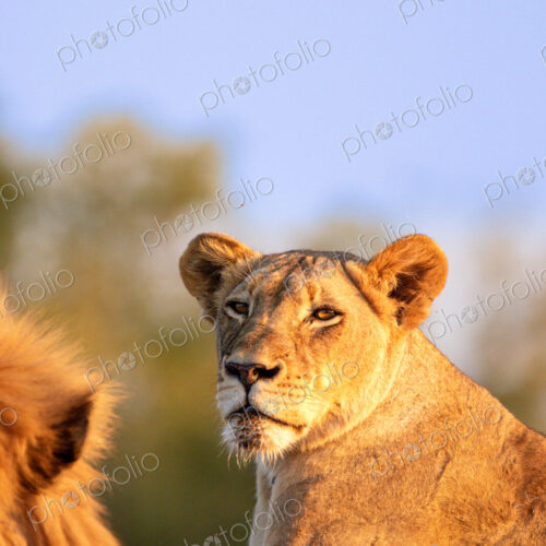 A lioness, Panthera leo, lying down, golden light. A lioness, Panthera leo, lying down, golden light.